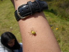 Alpaida variabilis