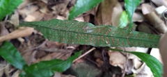 Leptochilus wrightii