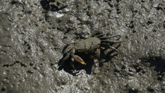 Macrophthalmus