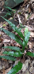 Leptochilus wrightii