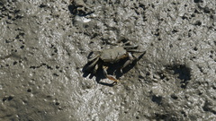 Macrophthalmus