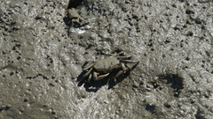 Macrophthalmus