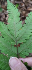 Pteris fauriei