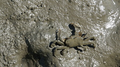 Macrophthalmus