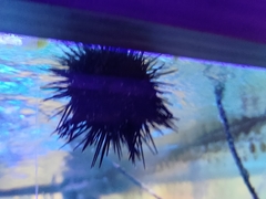 Heliocidaris crassispina