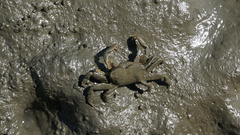 Macrophthalmus