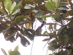 Myioborus ornatus