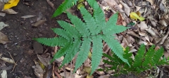 Pteris fauriei