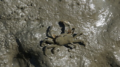 Macrophthalmus