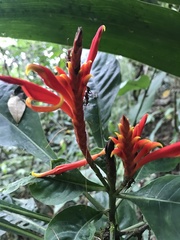 Aphelandra