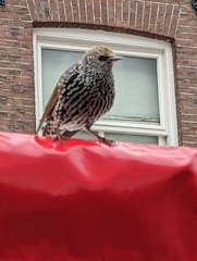 Sturnus vulgaris