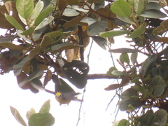 Myioborus ornatus