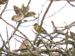 Myioborus ornatus