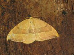 Watsonalla cultraria