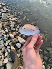 Uniomerus tetralasmus