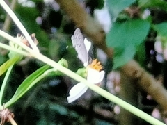 Luthrodes pandava