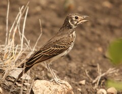 Pinarocorys nigricans nigricans