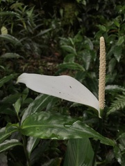 Spathiphyllum cannifolium