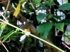 Luthrodes pandava
