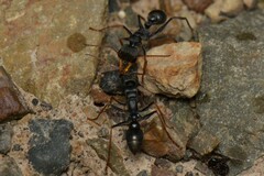 Myrmecia pilosula