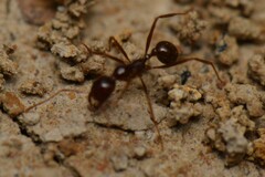 Aphaenogaster longiceps