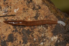 Argonemertes australiensis