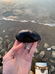 Uniomerus tetralasmus