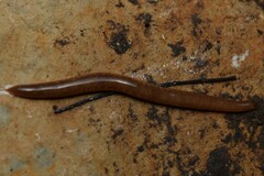 Argonemertes australiensis