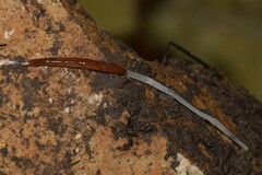 Argonemertes australiensis