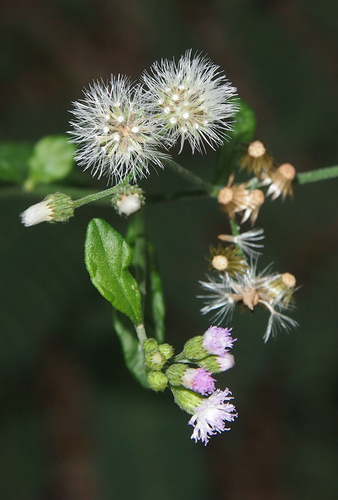 Cyanthillium cinereum