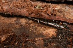 Cormocephalus esulcatus