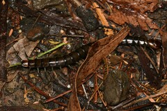 Cormocephalus esulcatus