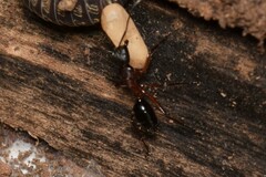 Camponotus innexus