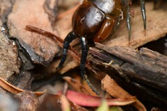 Cormocephalus esulcatus