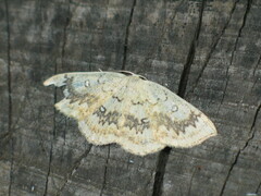 Cyclophora annularia