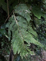 Selaginellaceae