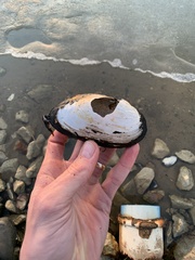 Uniomerus tetralasmus