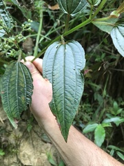 Aciotis