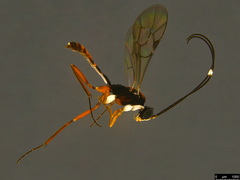 Australoglypta