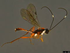 Australoglypta