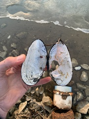 Uniomerus tetralasmus