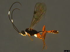Australoglypta