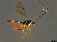 Australoglypta