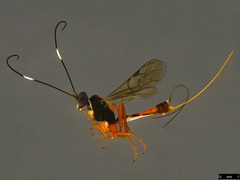 Australoglypta