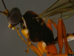 Australoglypta