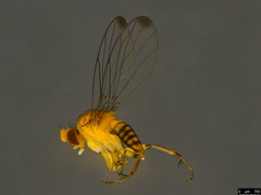 Sciadocera rufomaculata