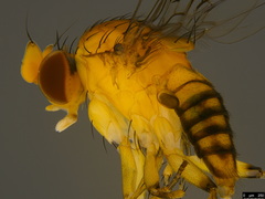 Sciadocera rufomaculata