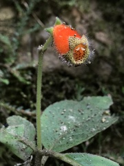 Kohleria stuebeliana