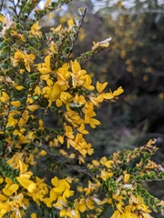 Bossiaea foliosa