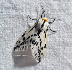 Lemyra stigmata